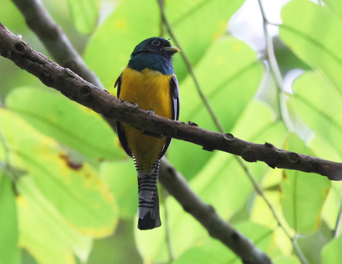 Graceful Black-throated Trogon - ML646373955