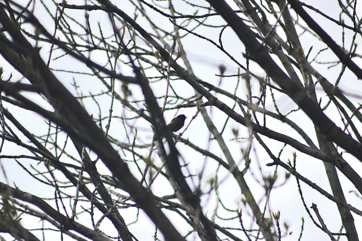 Orchard Oriole - ML646373956