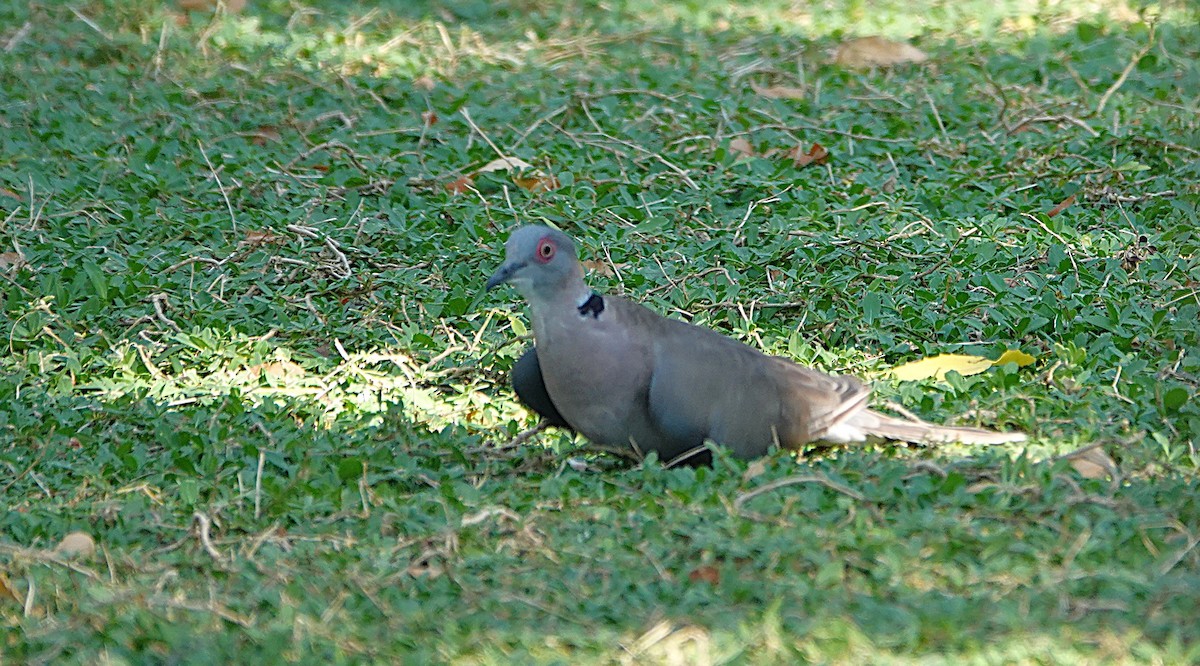 Mourning Collared-Dove - ML646373957