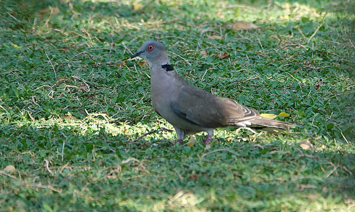 Mourning Collared-Dove - ML646373958