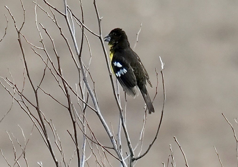 Black-backed Grosbeak - ML646373959
