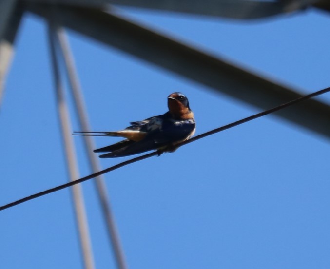 Ластівка сільська - ML646373960