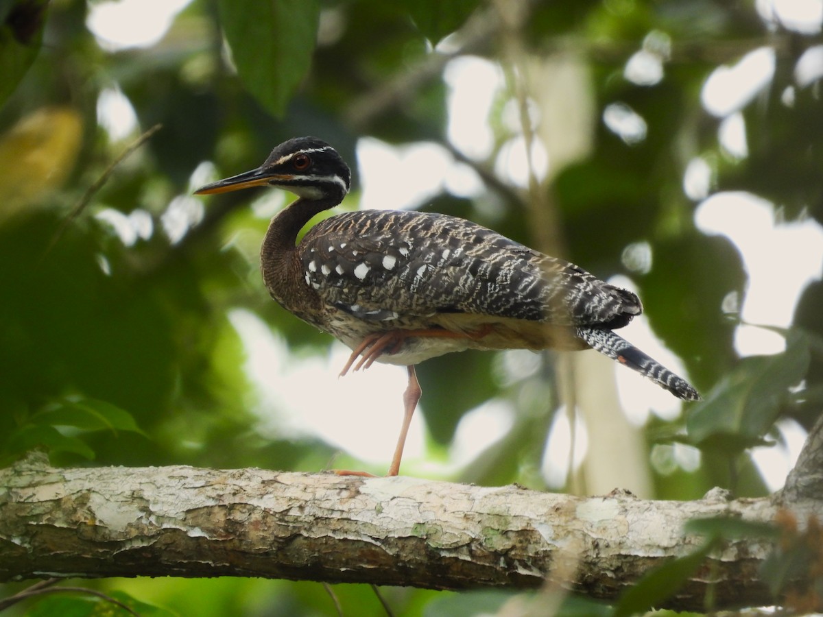 ジャノメドリ - ML646373961