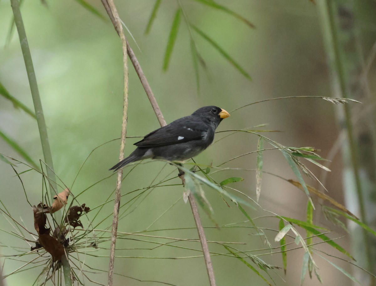 Slate-colored Seedeater - ML646373970
