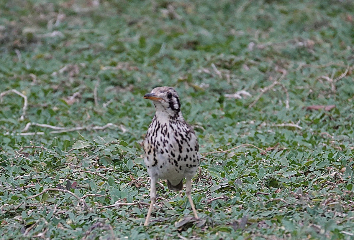 Groundscraper Thrush - ML646373971