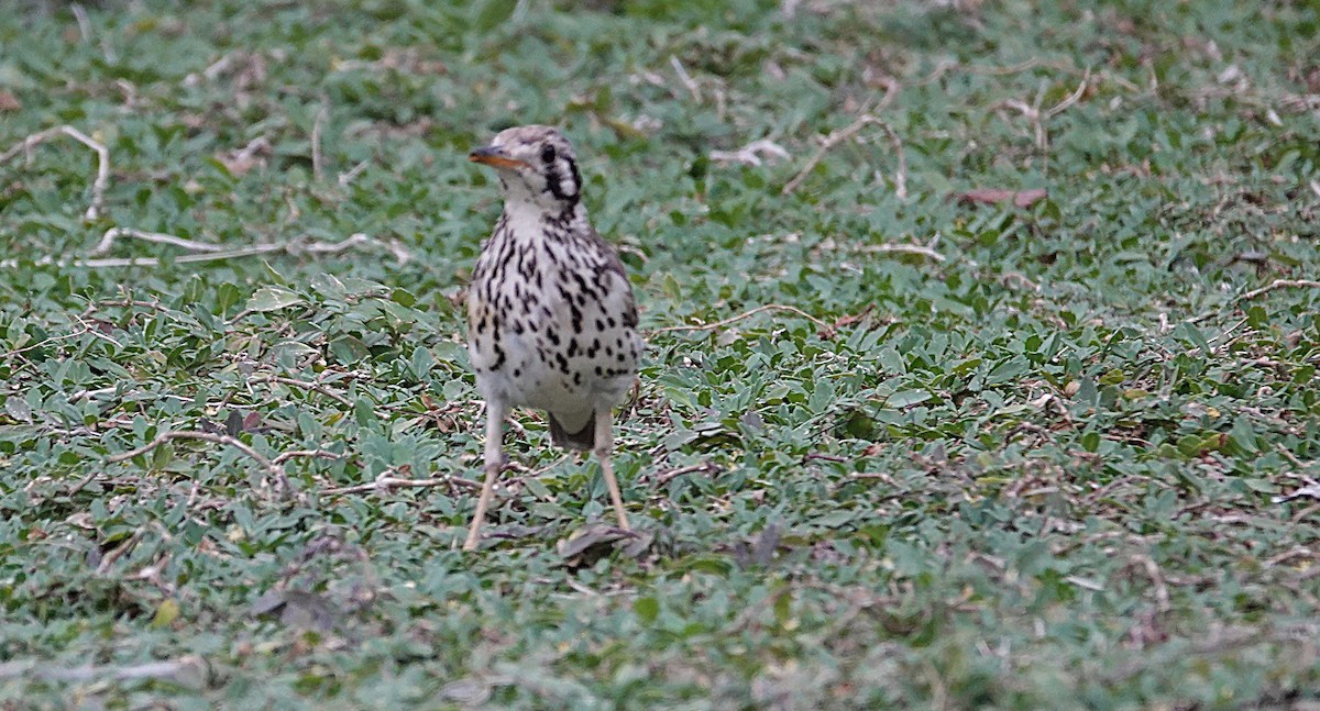 Groundscraper Thrush - ML646373972