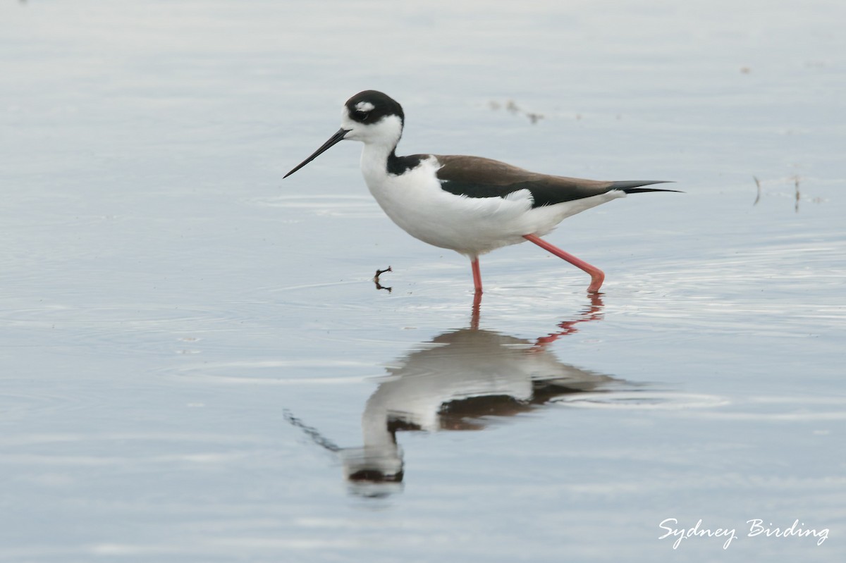 Black-necked Stilt - ML646373974