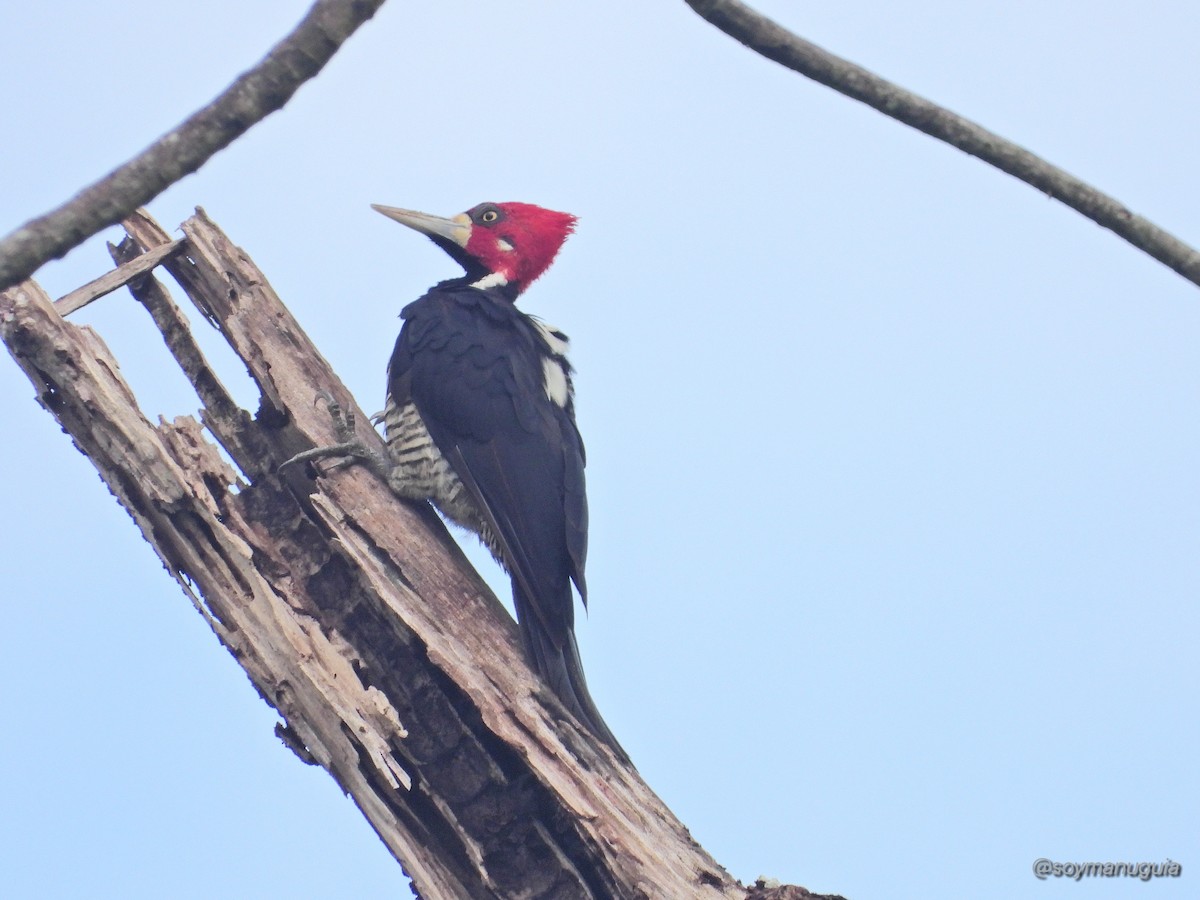 Crimson-crested Woodpecker - ML646373976