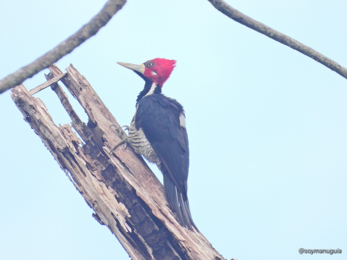 Crimson-crested Woodpecker - ML646373977