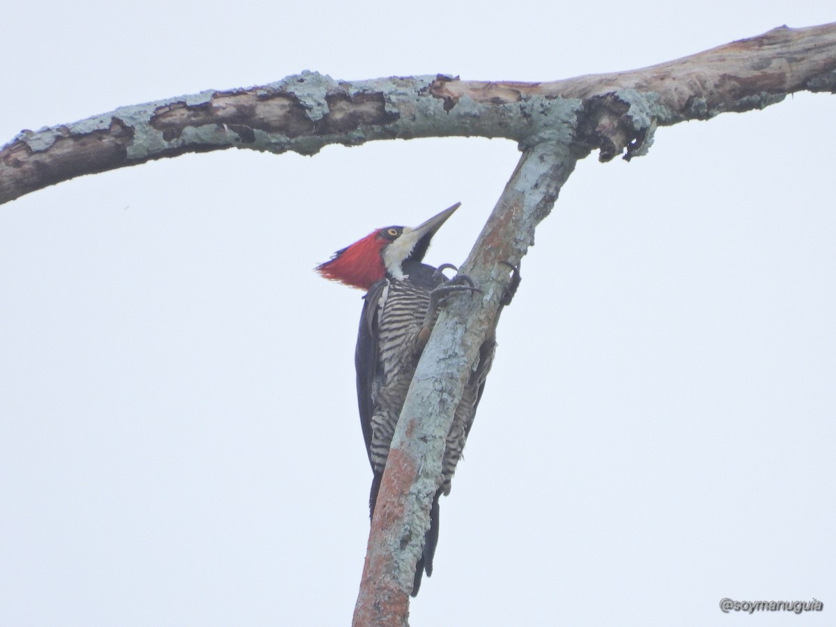 Crimson-crested Woodpecker - ML646373978