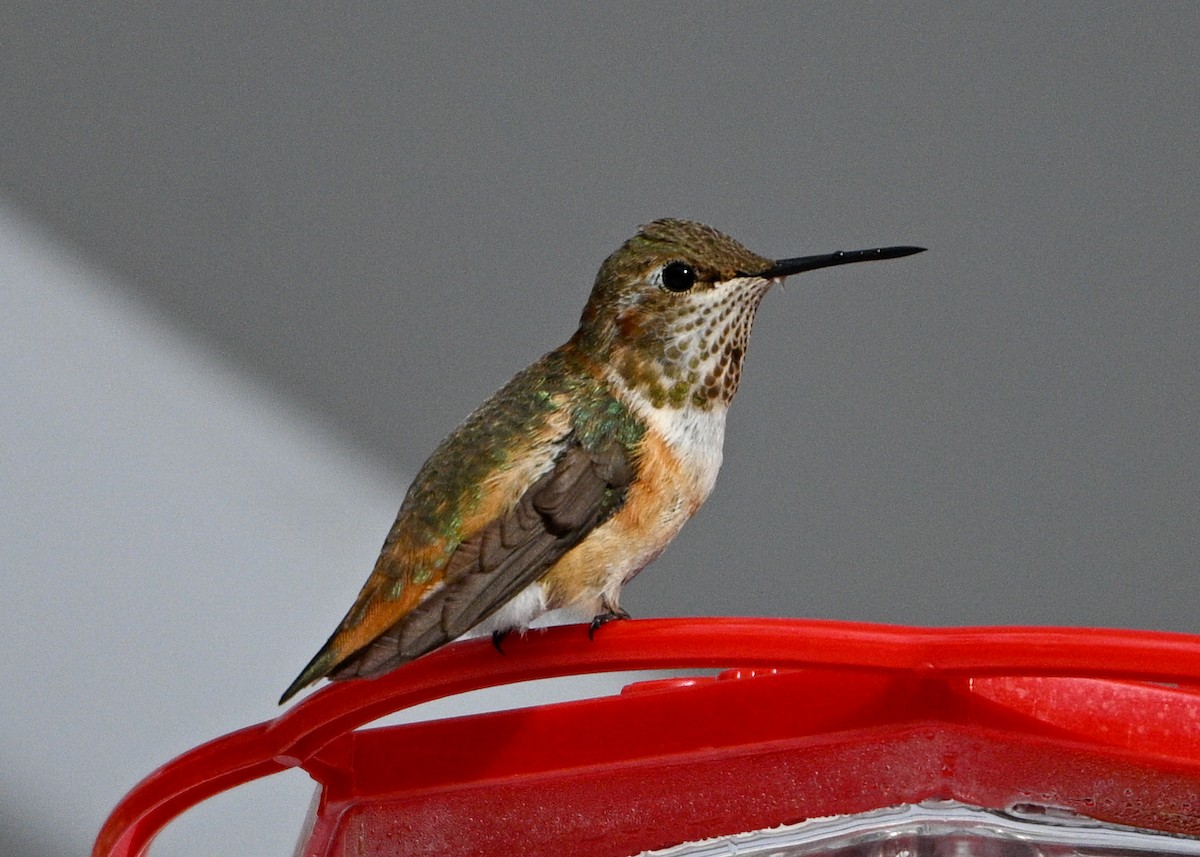 Rufous Hummingbird - ML646373979