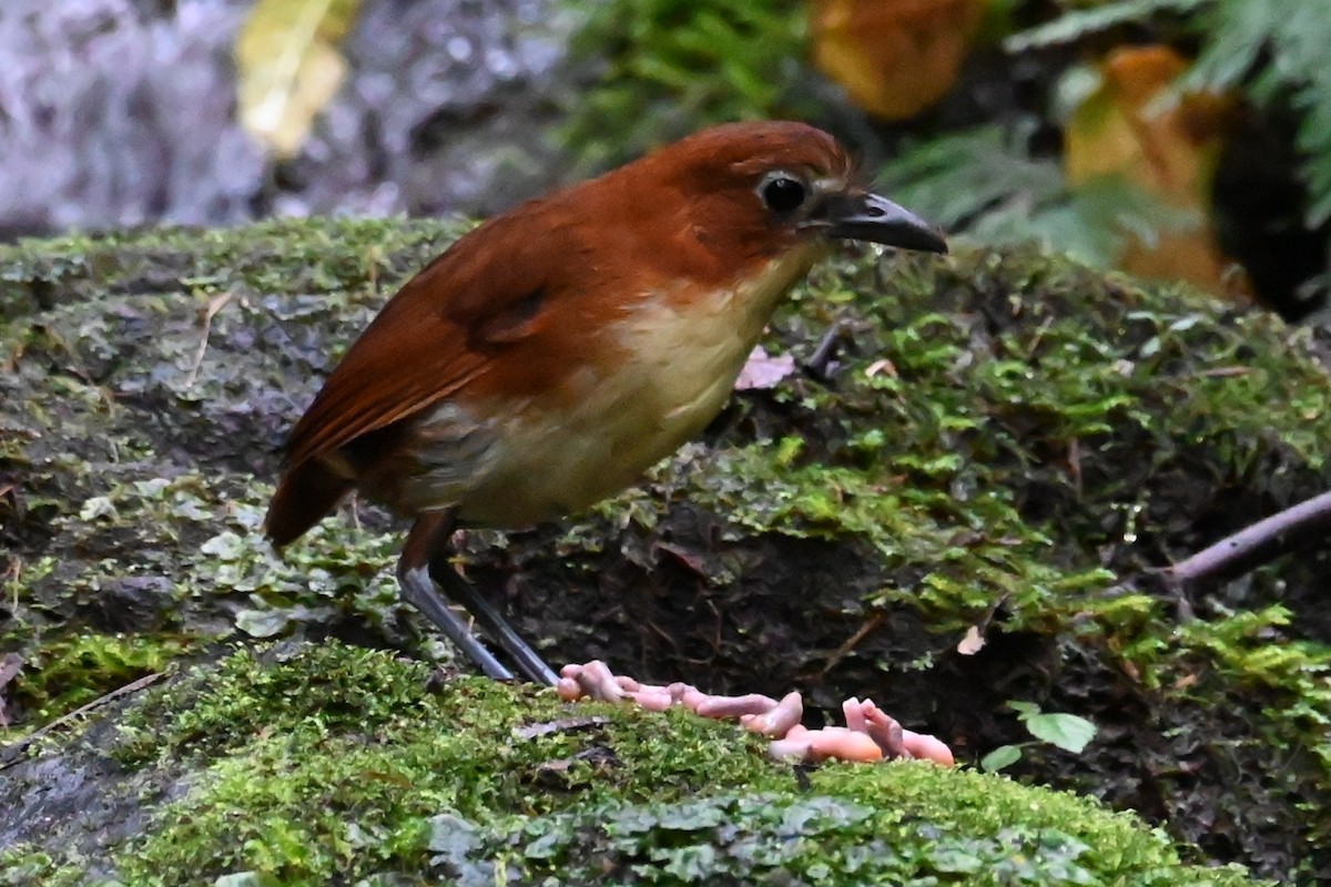 Yellow-breasted Antpitta - ML646373981
