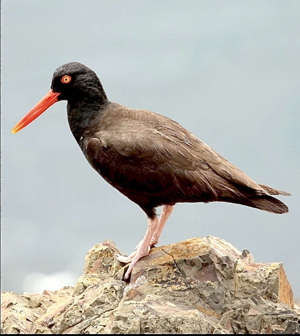 Black Oystercatcher - ML646373982