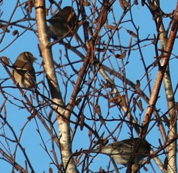 American Goldfinch - ML646373995