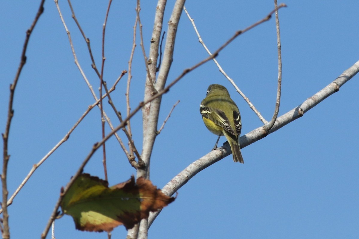 Blue-headed Vireo - ML646373998
