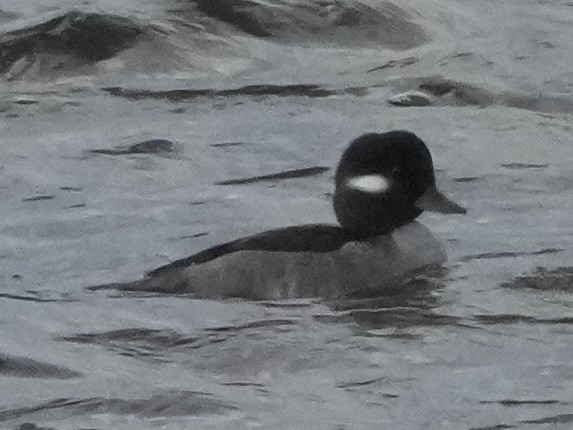 Bufflehead - ML646374002