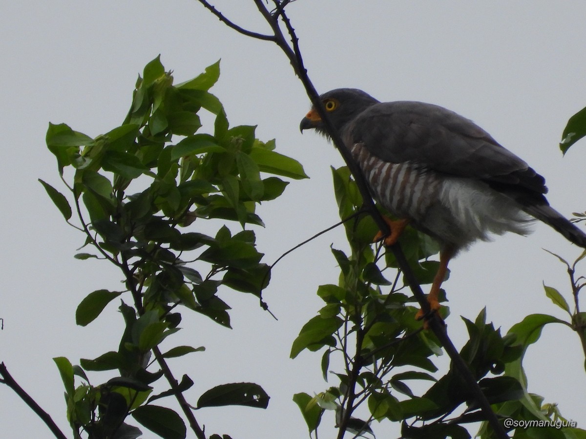 Roadside Hawk - ML646374003