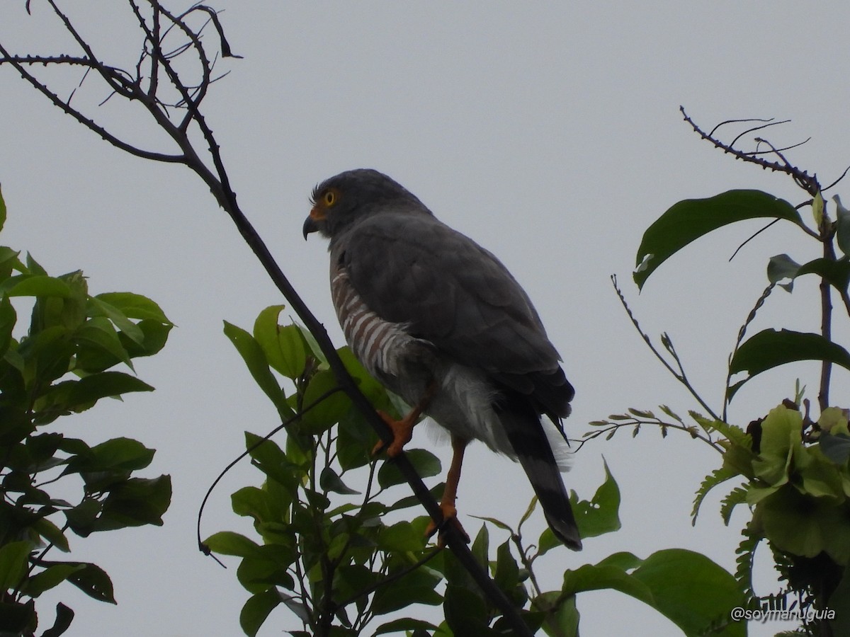 Roadside Hawk - ML646374004