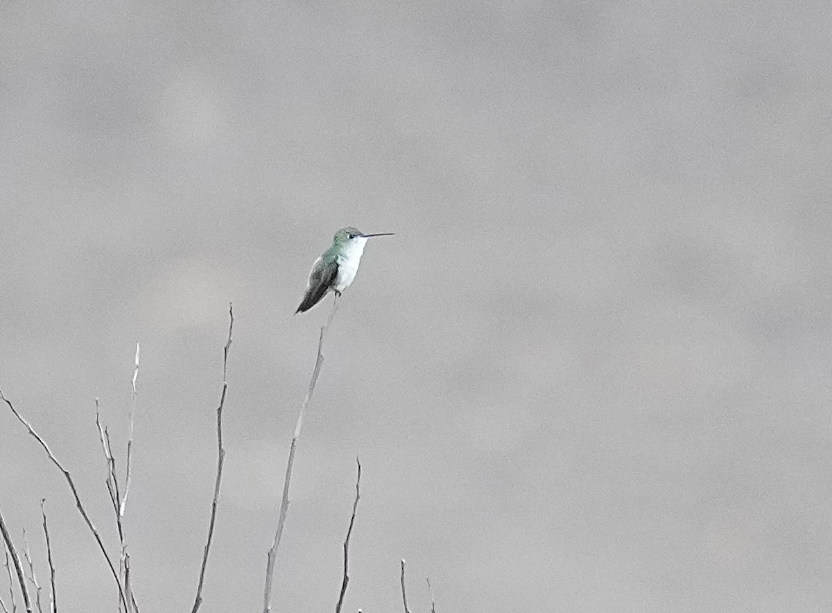 White-bellied Hummingbird - ML646374008