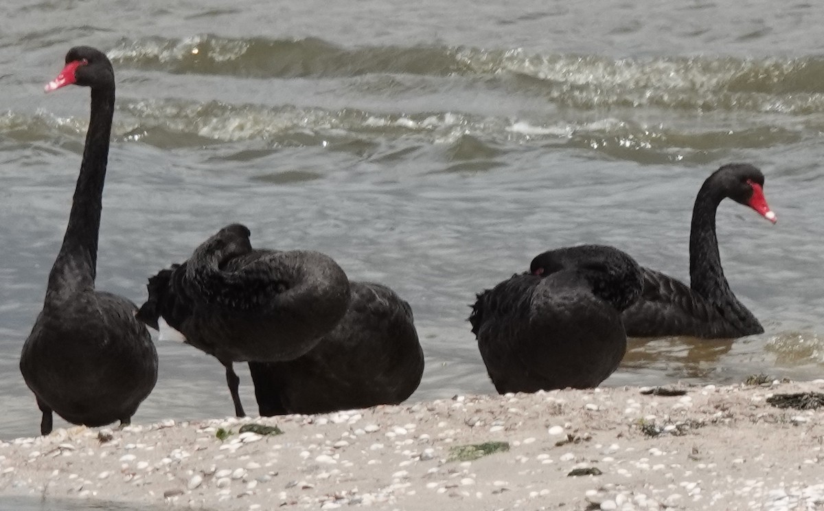 Black Swan - ML646374012