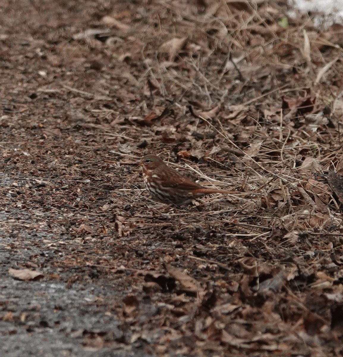 Fox Sparrow - ML646374013
