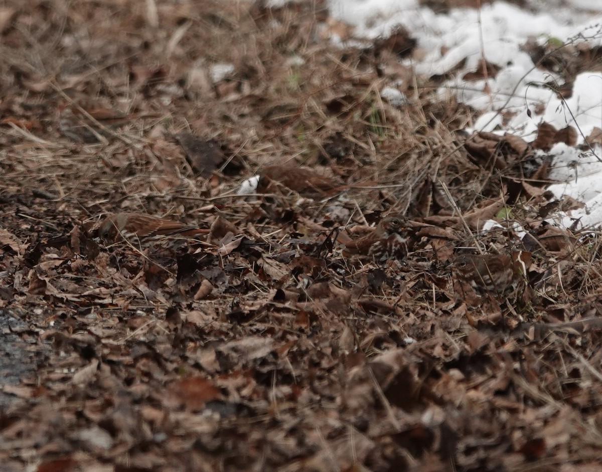 Fox Sparrow - ML646374014