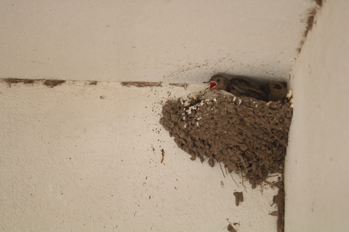 Ластівка сільська - ML646374022