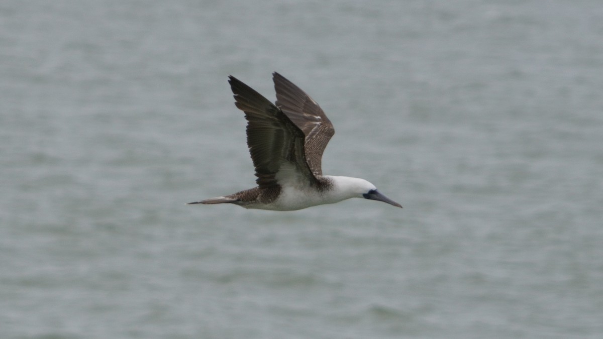 Peruvian Booby - ML646374025