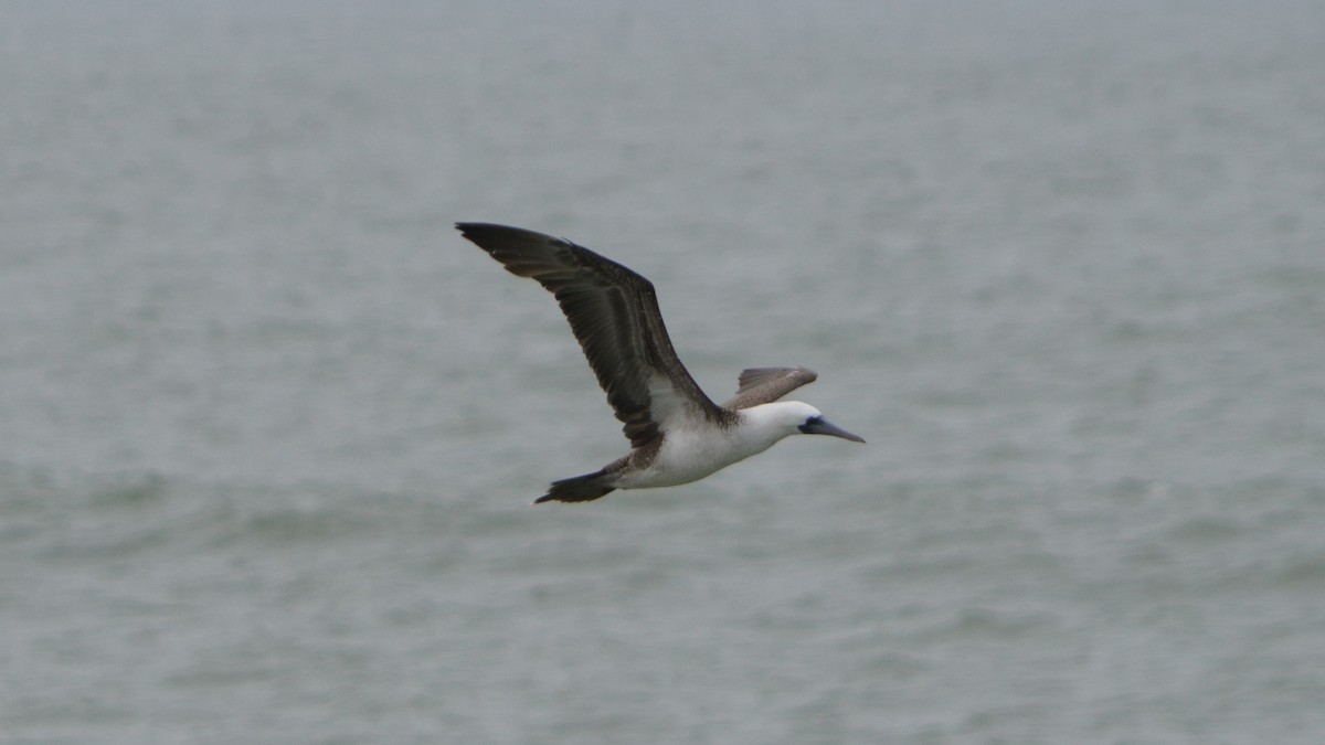 Peruvian Booby - ML646374026
