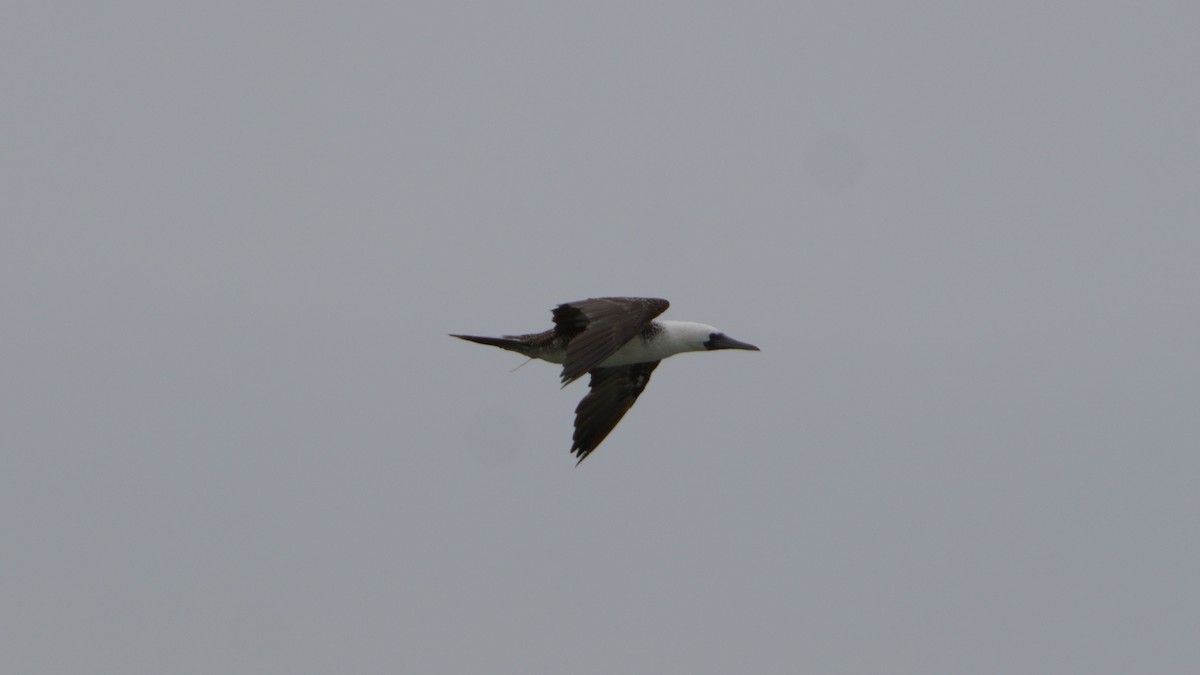 Peruvian Booby - ML646374027