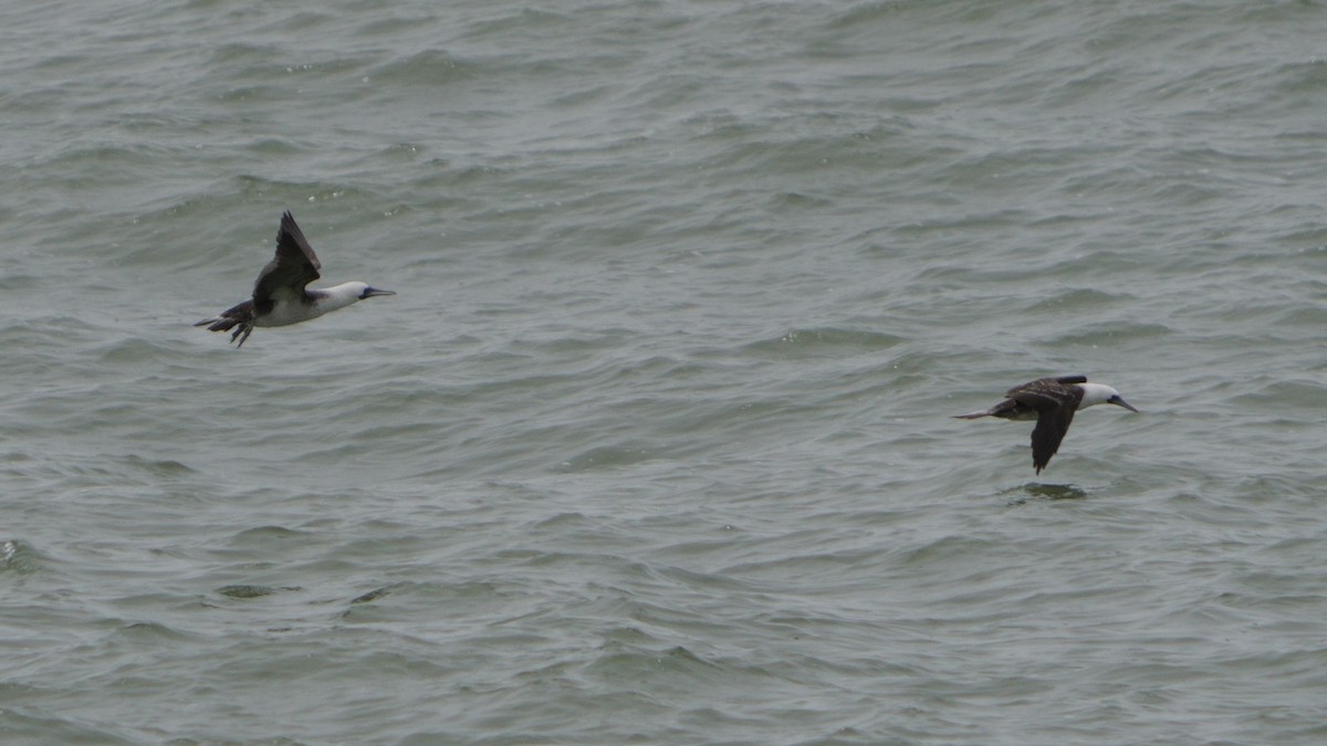 Peruvian Booby - ML646374028