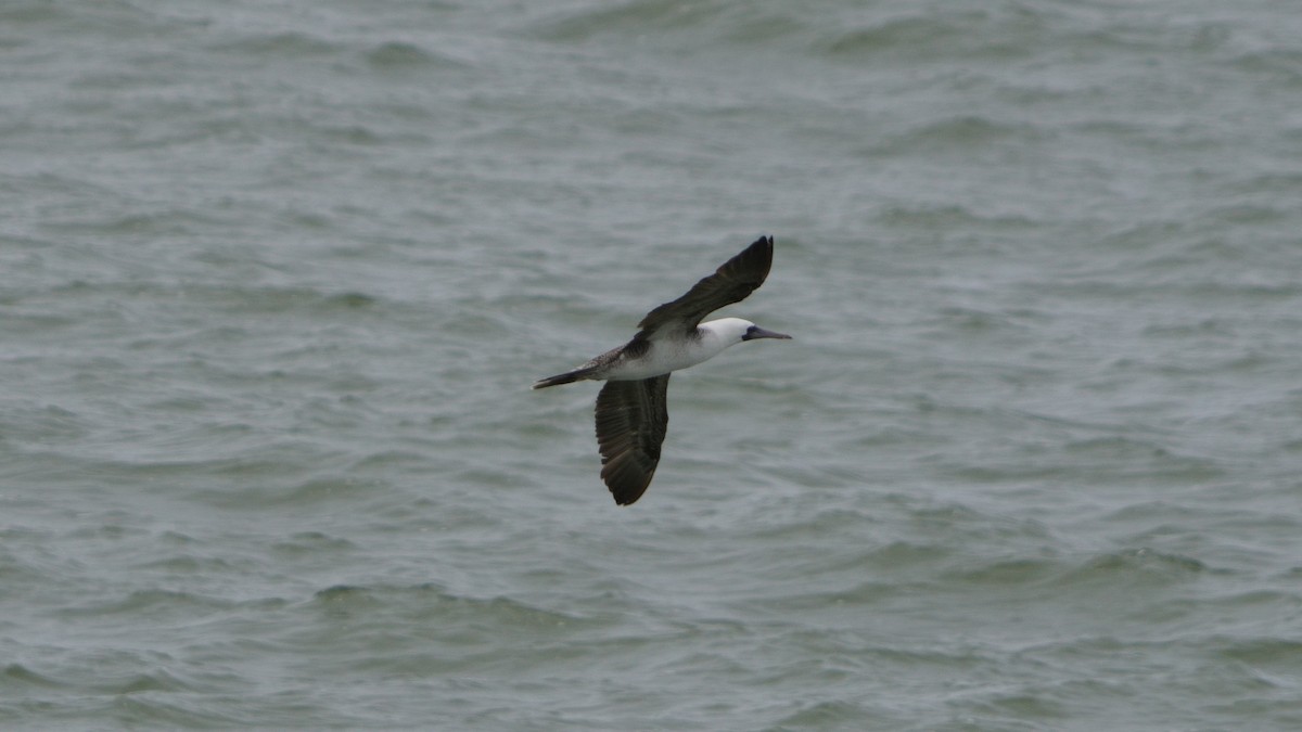 Peruvian Booby - ML646374029
