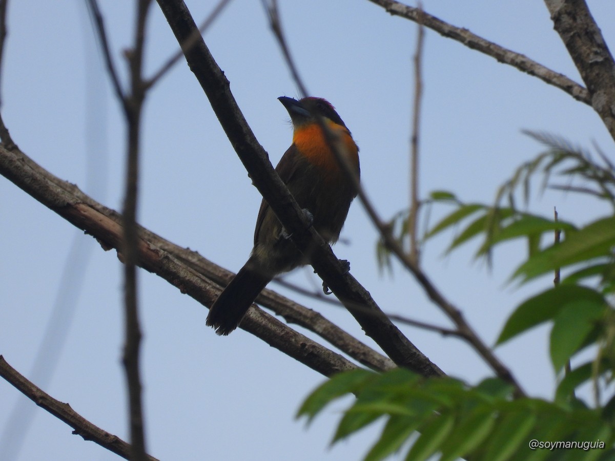 Scarlet-crowned Barbet - ML646374031
