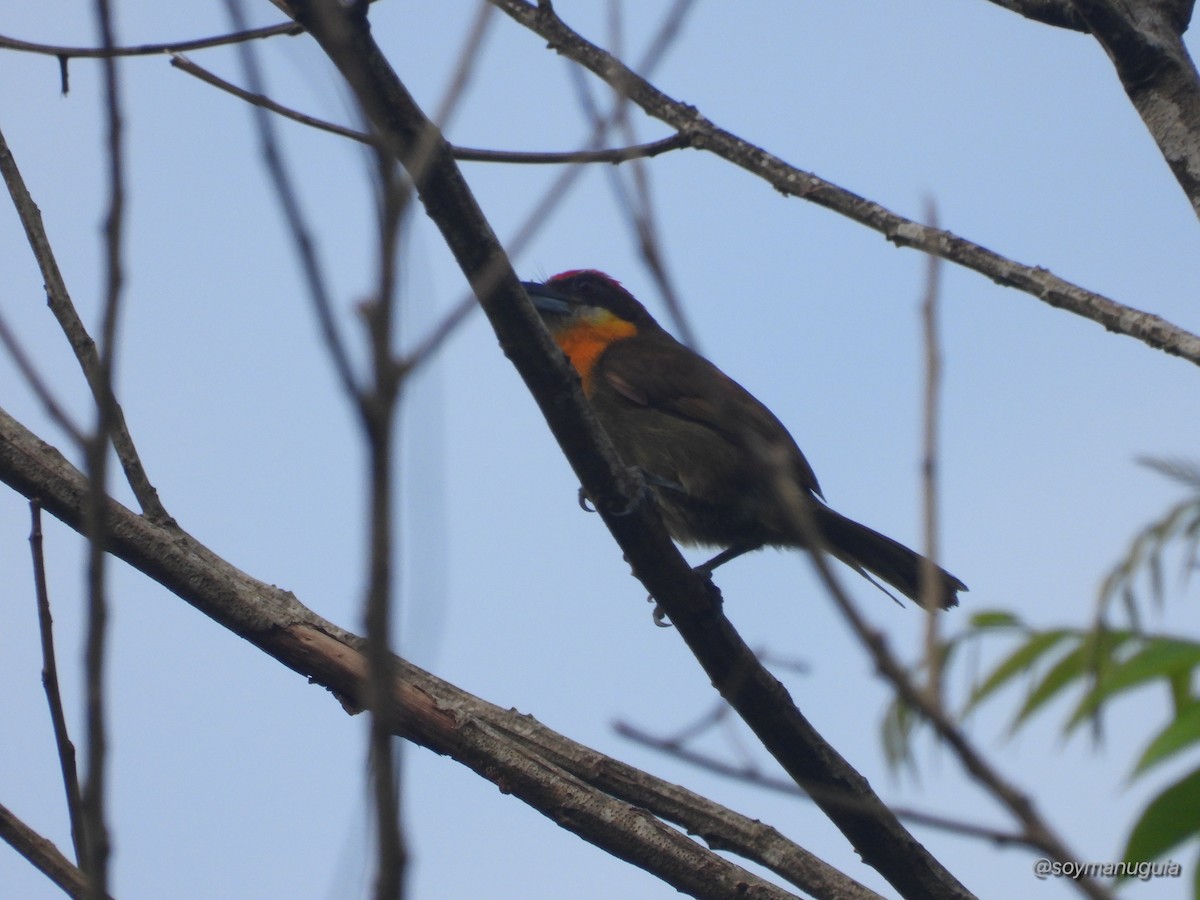 Scarlet-crowned Barbet - ML646374034