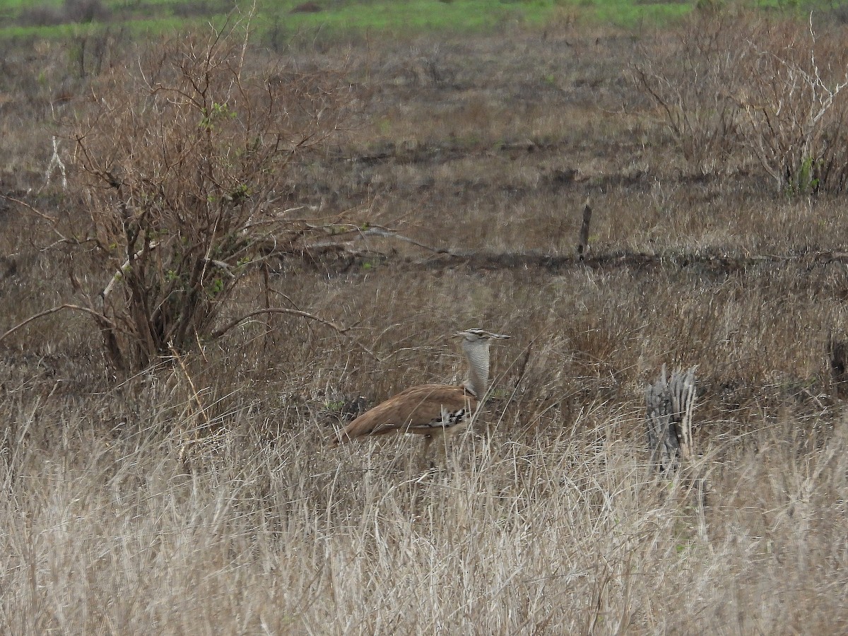 Kori Bustard - ML646374036
