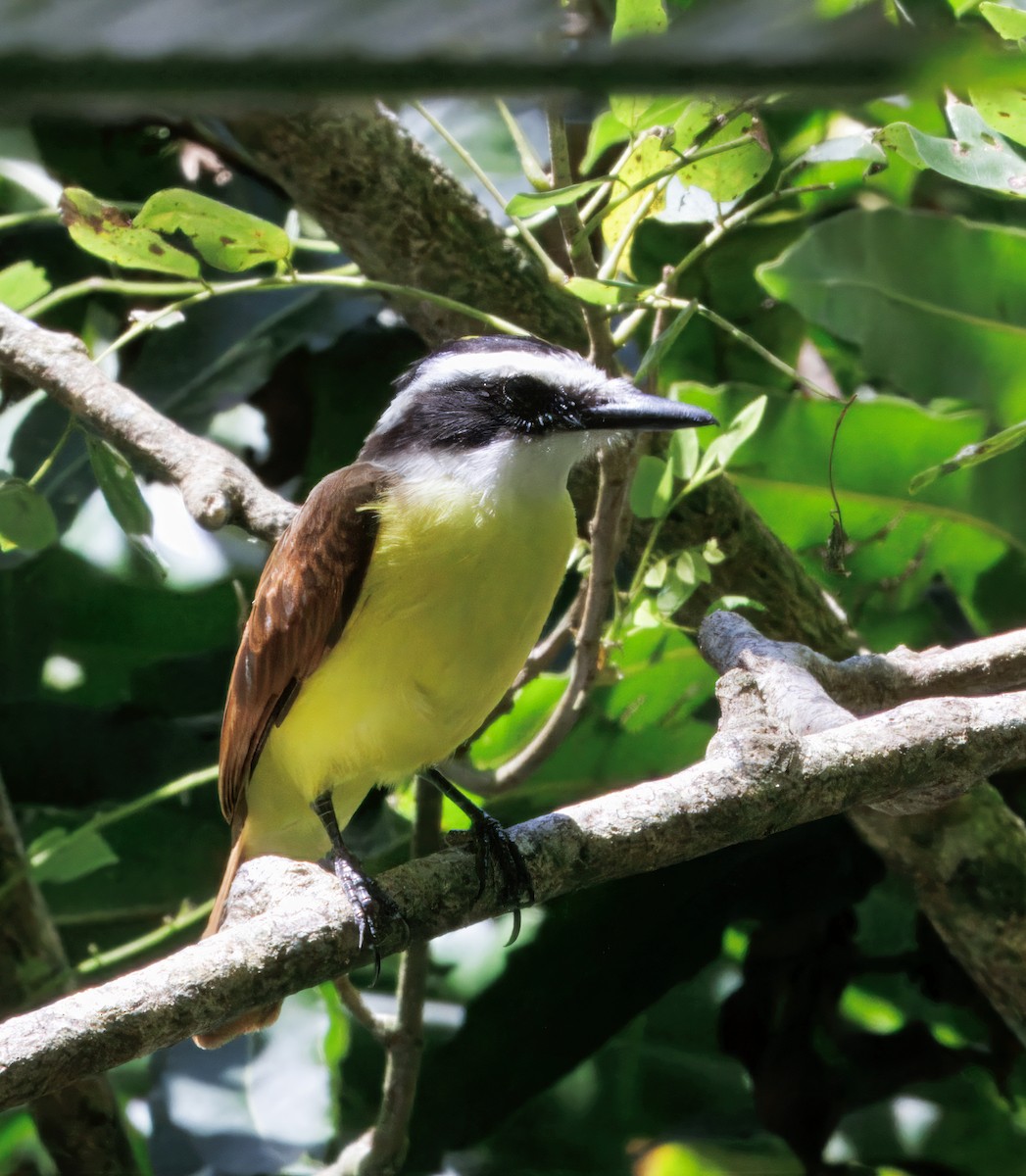 Great Kiskadee - ML646374038