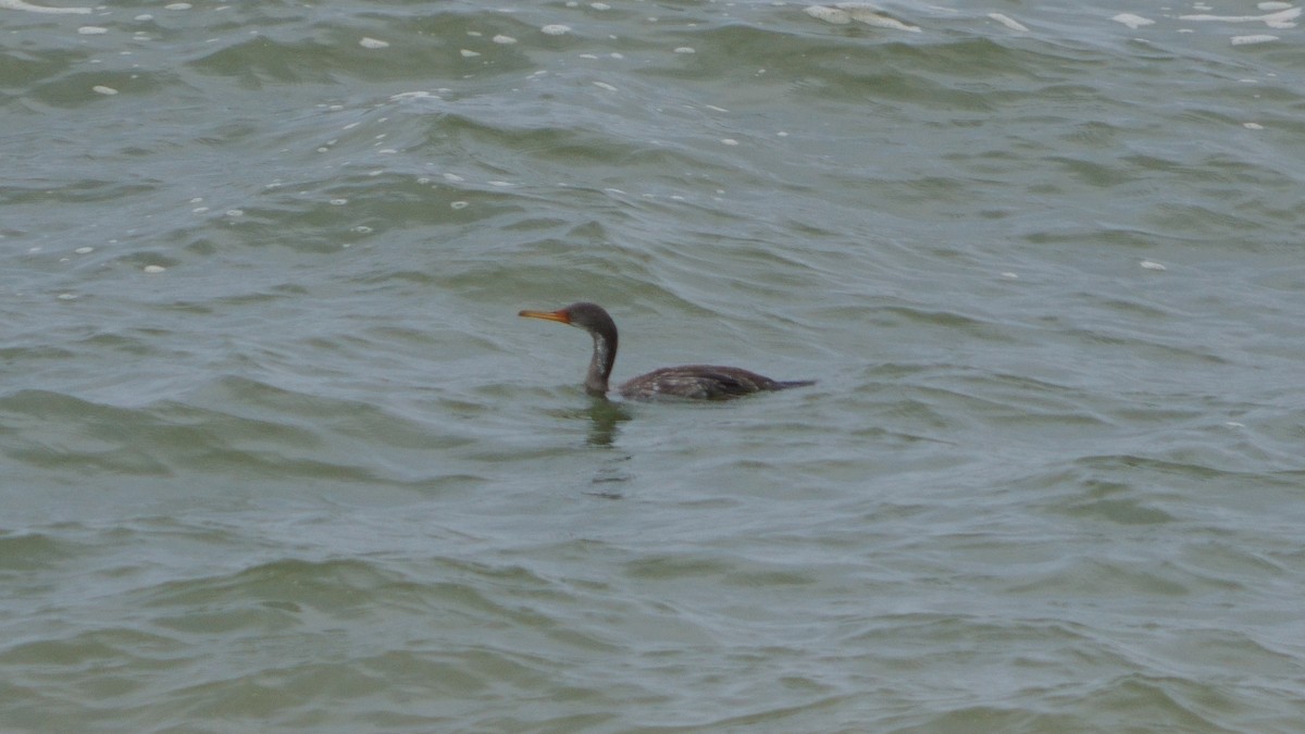 Red-legged Cormorant - ML646374039