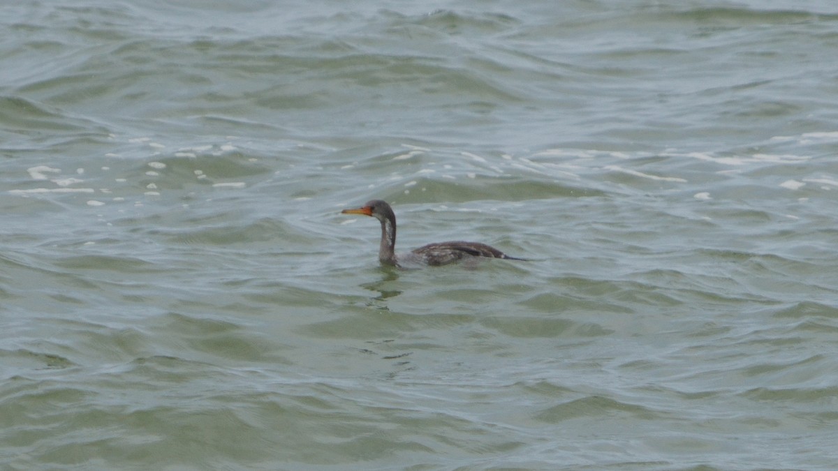 Red-legged Cormorant - ML646374040