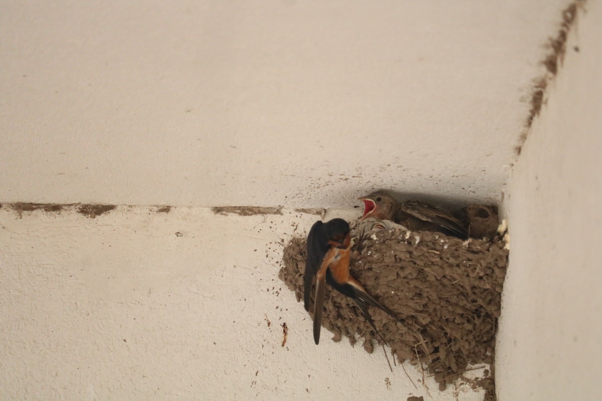 Barn Swallow - ML646374042