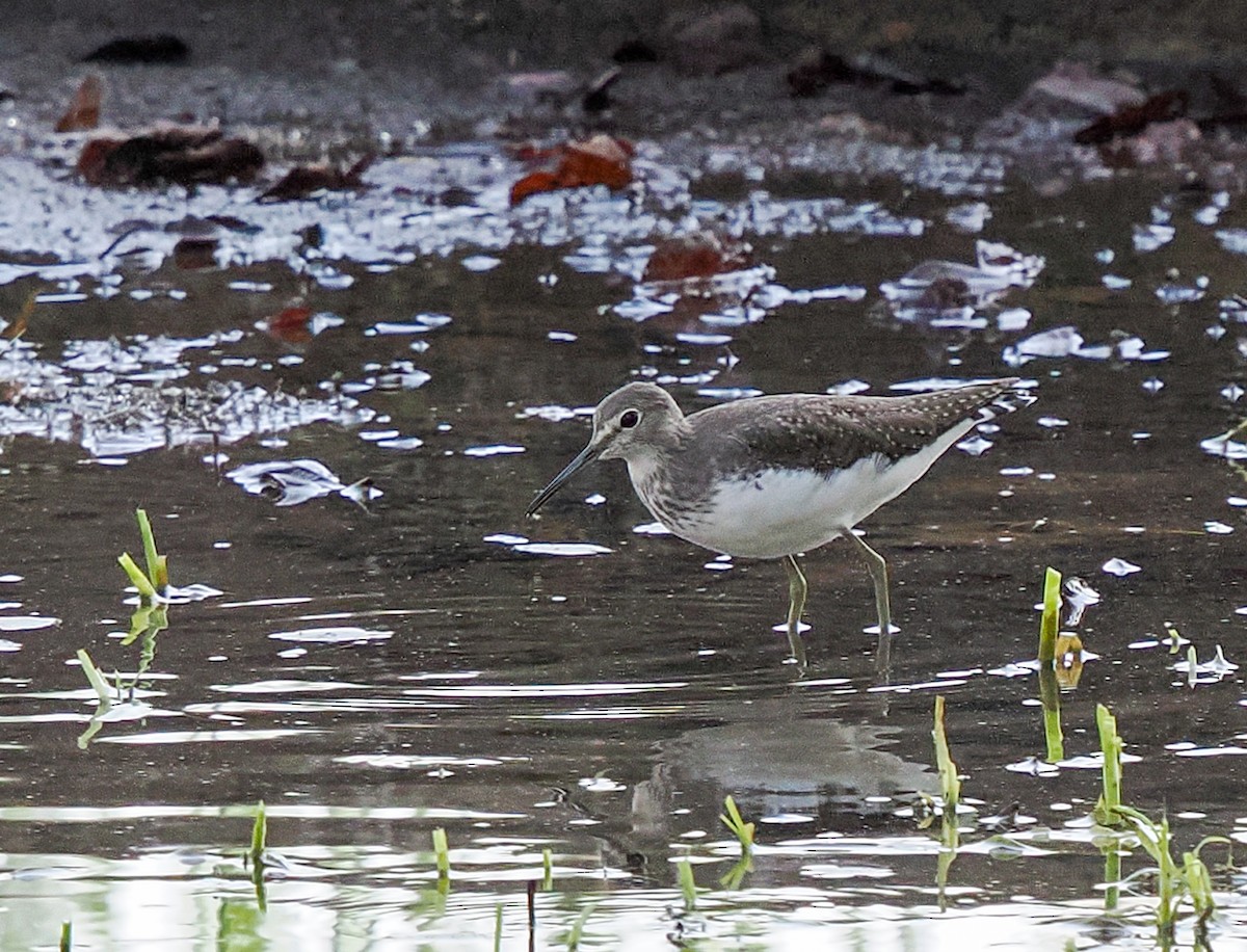 Green Sandpiper - ML646374043