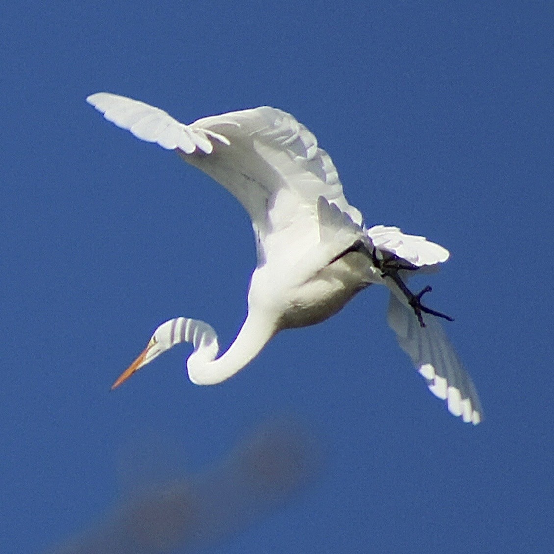 Great Egret - ML646374047