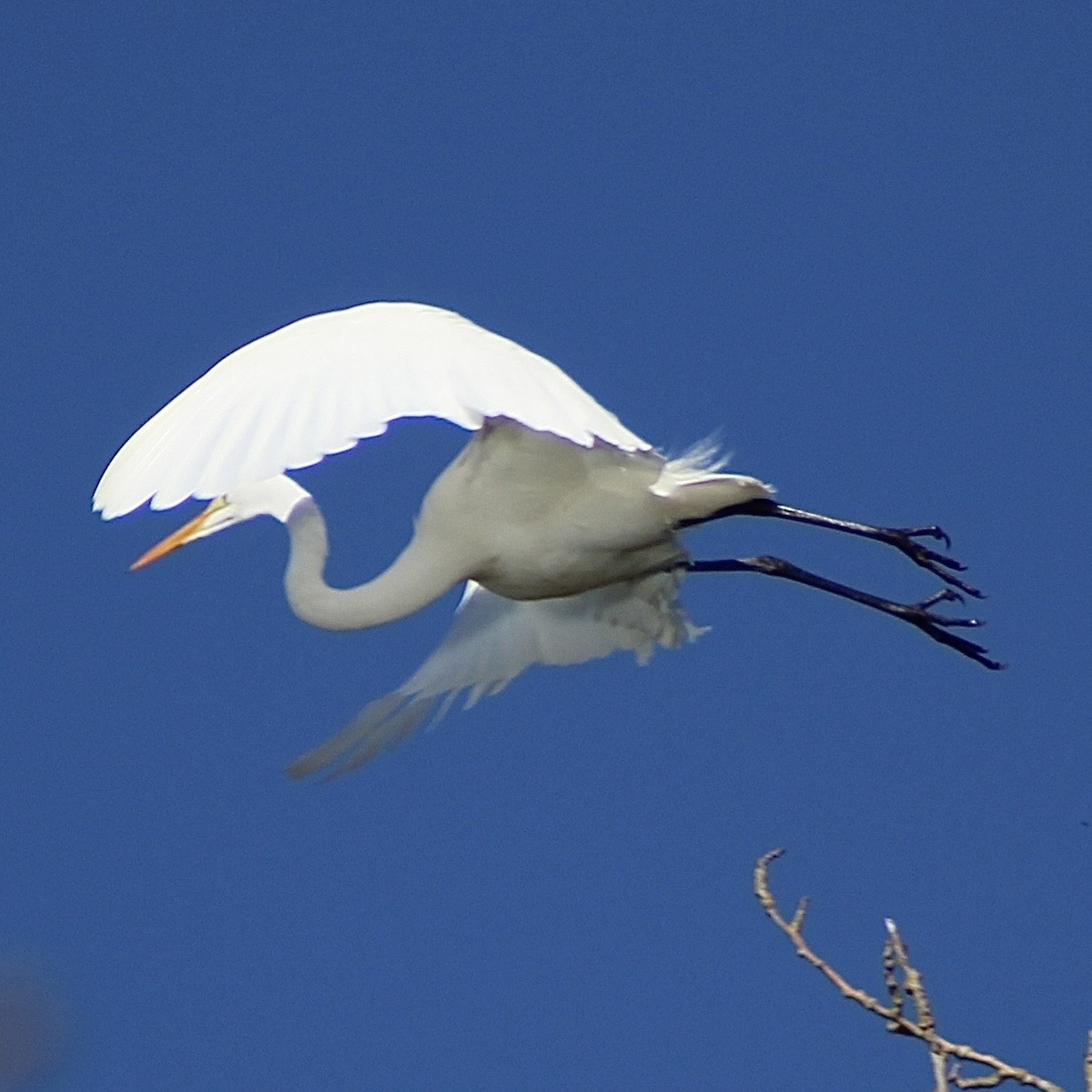 Great Egret - ML646374048