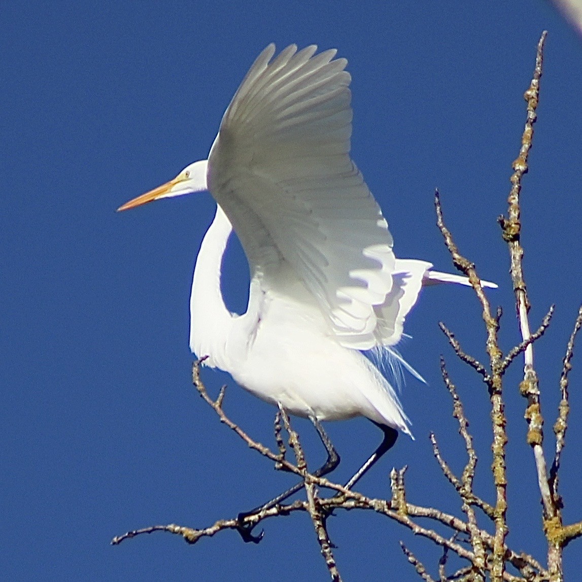 Great Egret - ML646374049