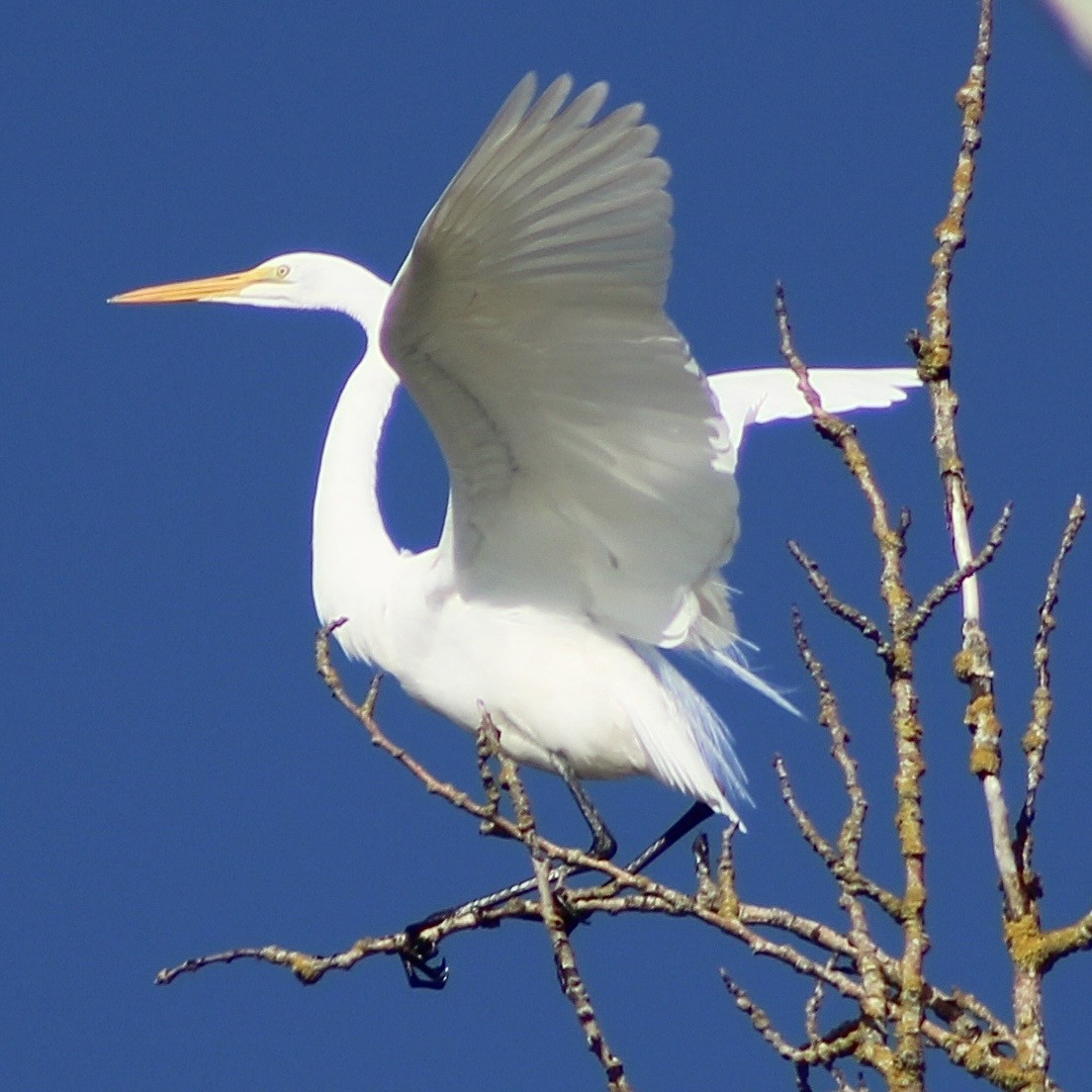 Great Egret - ML646374050