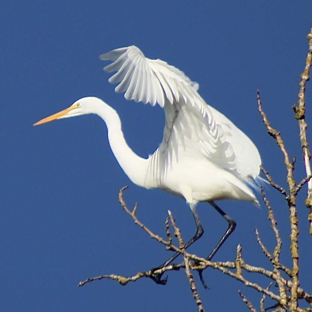 Great Egret - ML646374051
