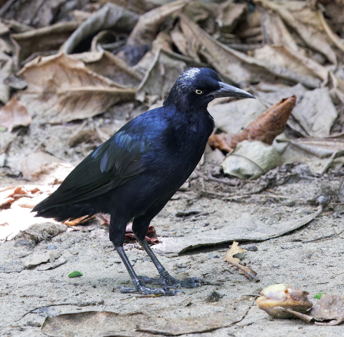 Great-tailed Grackle - ML646374053