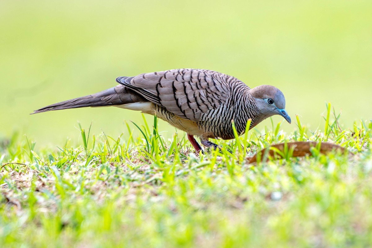 Zebra Dove - ML646374055