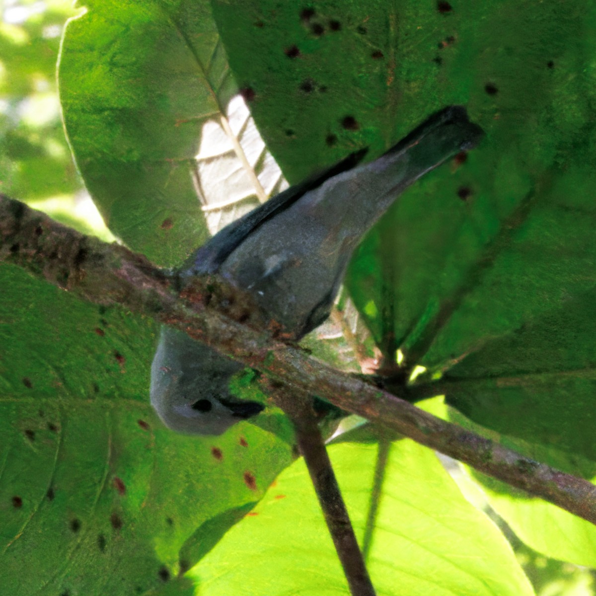 Blue-gray Tanager - ML646374057