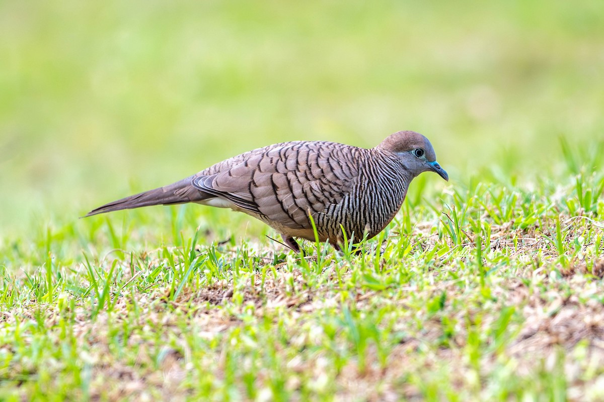 Spotted Dove - ML646374059