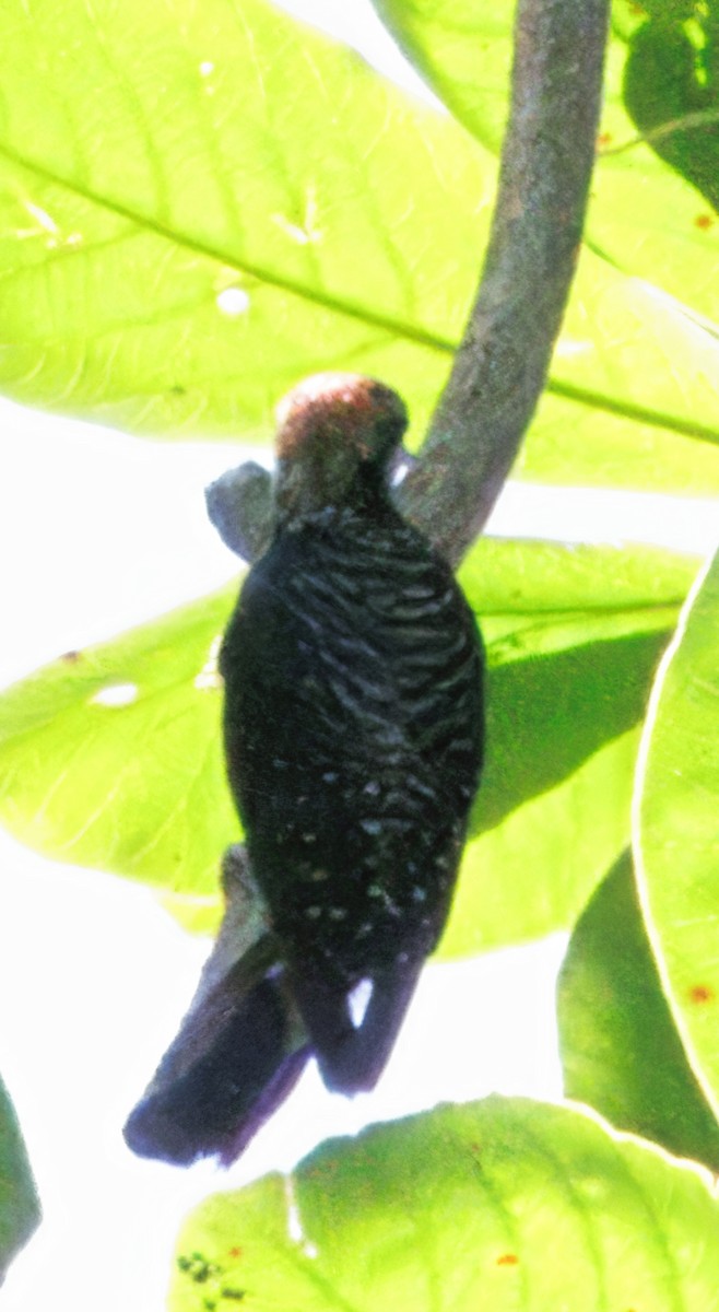 Black-cheeked Woodpecker - ML646374060